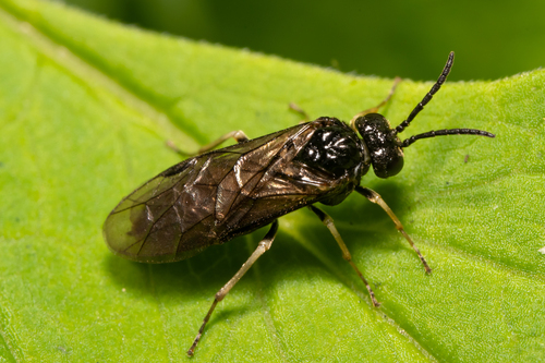 Pallid Buttercup Sawfly
