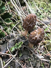 Morchellaceae
