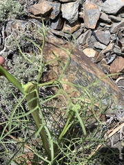 Angelica lineariloba