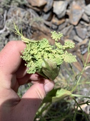 Angelica lineariloba