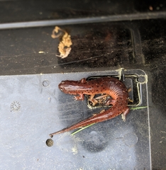 Pseudotriton montanus montanus