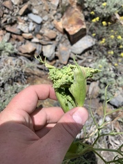 Angelica lineariloba