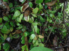 Sphyrospermum buxifolium