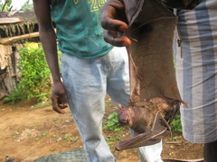 Rousettus aegyptiacus