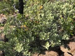 Notholithocarpus densiflorus echinoides