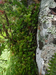 Sphyrospermum buxifolium