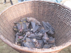 Rousettus aegyptiacus