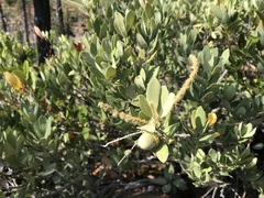 Notholithocarpus densiflorus echinoides