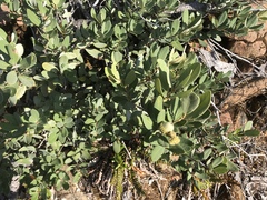 Notholithocarpus densiflorus echinoides