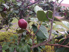 Camellia japonica