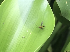 Ichneumonoidea