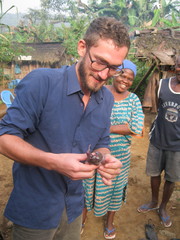 Rousettus aegyptiacus