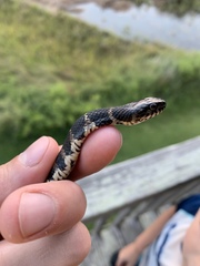 Nerodia sipedon williamengelsi