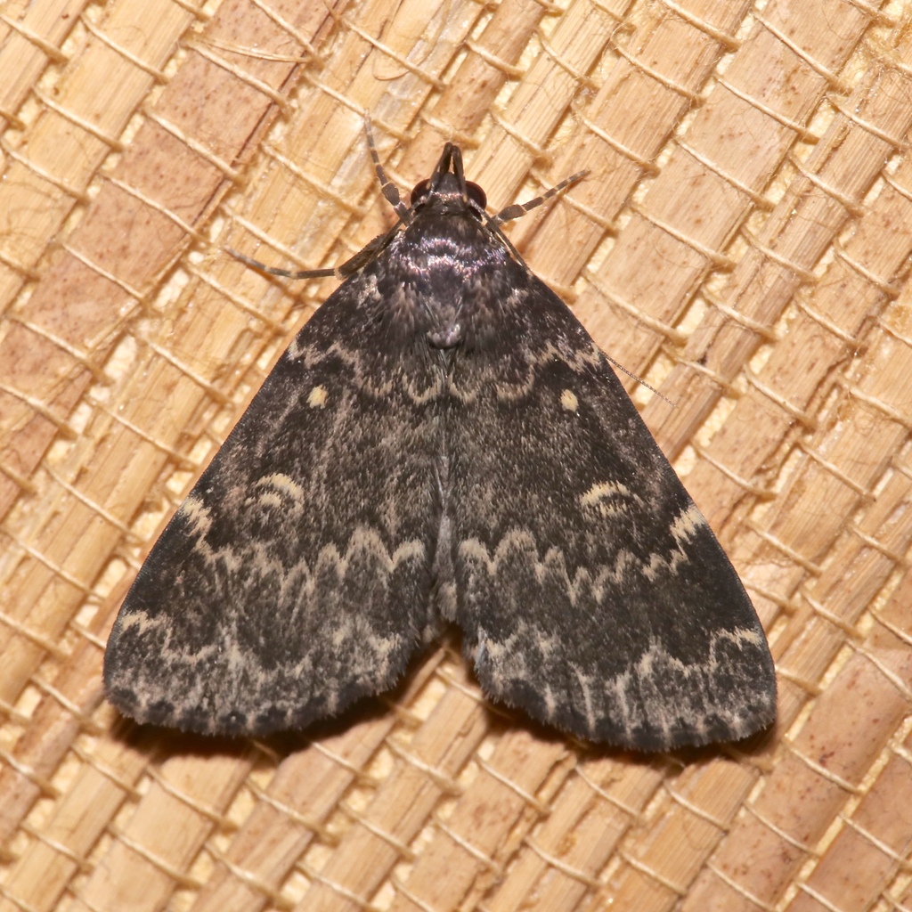 Twin-striped Tabby