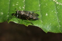 Tabanomorpha