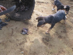 Rousettus aegyptiacus