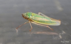 Syncharina argentina