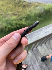 Nerodia sipedon williamengelsi