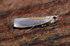 Crambus girardellus