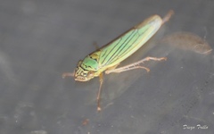 Syncharina argentina