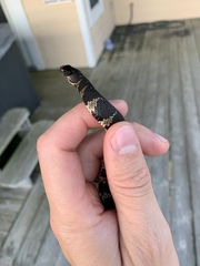 Nerodia sipedon williamengelsi