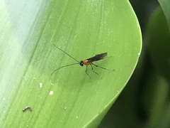 Ichneumonoidea