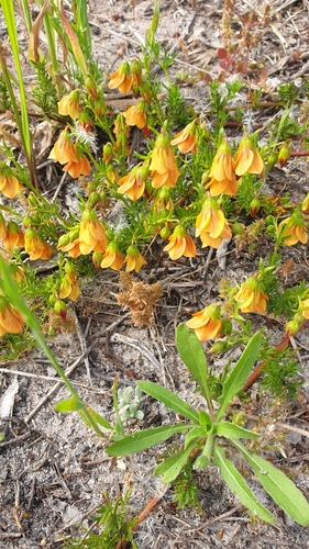 Image of Hermannia angustibracteata by (c) Tamia Cloete, some rights reserved (CC BY)