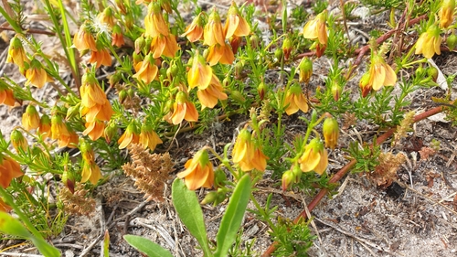 Image of Hermannia angustibracteata by (c) Tamia Cloete, some rights reserved (CC BY)