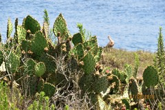 Opuntia × occidentalis