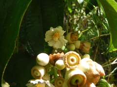 Miconia subhirsuta