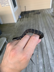 Nerodia sipedon williamengelsi