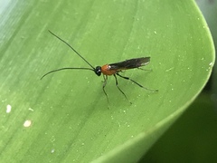 Ichneumonoidea