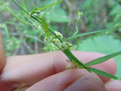 Orthosia