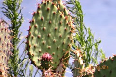 Opuntia × occidentalis