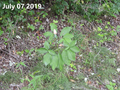 Arisaema amurense