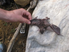 Rousettus aegyptiacus