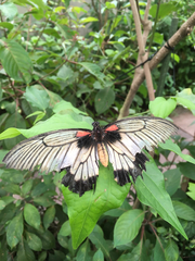 Papilio memnon