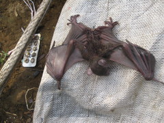 Rousettus aegyptiacus