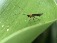 Ichneumonoidea