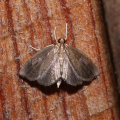 Perispasta caeculalis