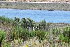 Opuntia × occidentalis
