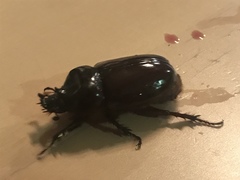 Strategus aloeus
