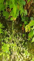 Heuchera micrantha diversifolia