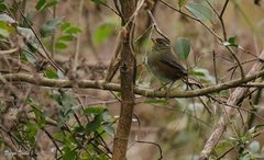 Microspingus cabanisi