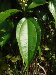 Miconia subhirsuta