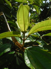 Miconia subhirsuta
