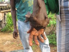 Rousettus aegyptiacus