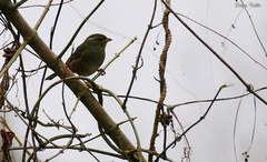 Microspingus cabanisi