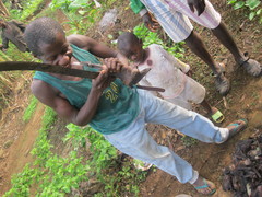 Rousettus aegyptiacus