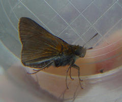 Euphyes bimacula